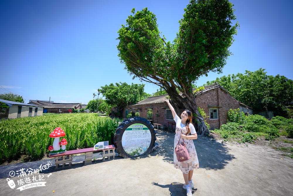 雲林景點|四湖長春園藝孤挺花園|銅板價門票,繽紛彩色花海.愛心樹~浪漫賞花美拍趣!