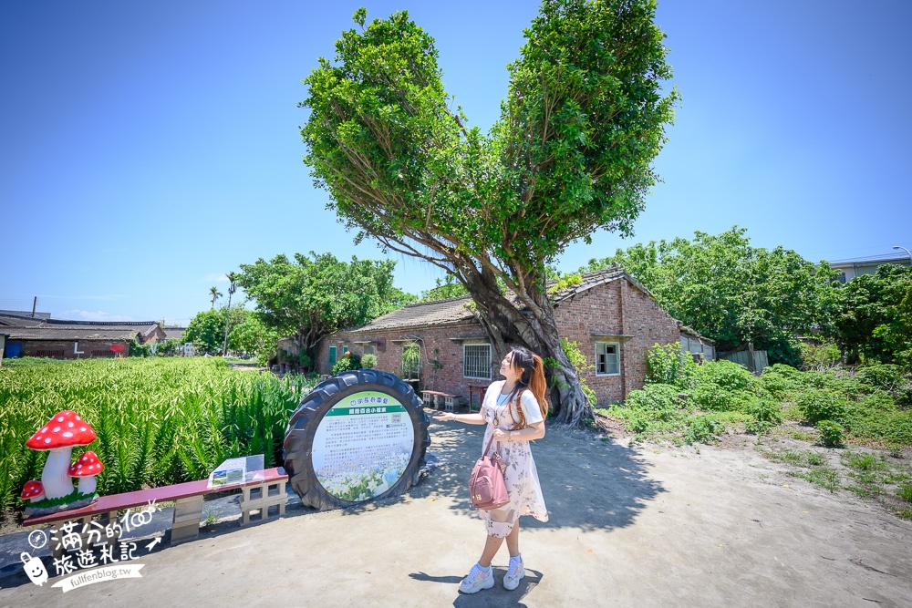 雲林景點|四湖長春園藝孤挺花園|銅板價門票,繽紛彩色花海.愛心樹~浪漫賞花美拍趣!