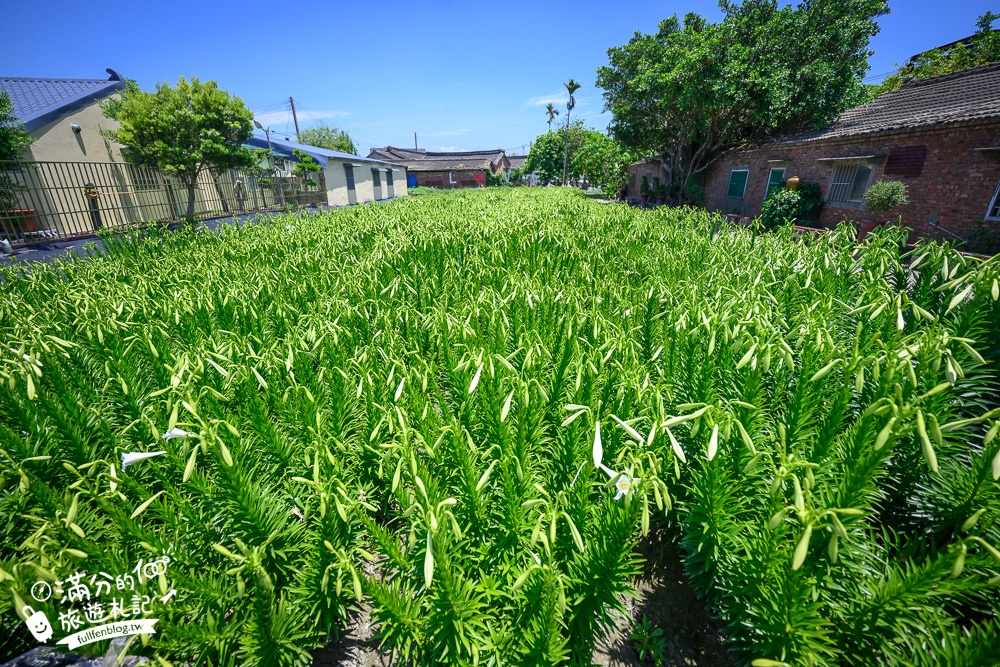 雲林景點|四湖長春園藝孤挺花園|銅板價門票,繽紛彩色花海.愛心樹~浪漫賞花美拍趣!