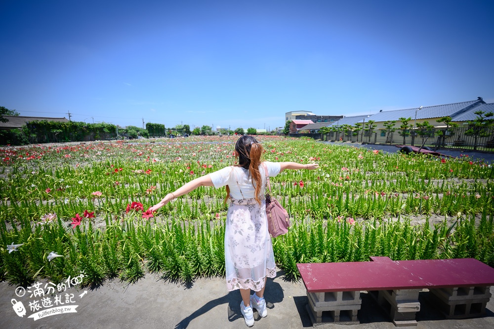 雲林景點|四湖長春園藝孤挺花園|銅板價門票,繽紛彩色花海.愛心樹~浪漫賞花美拍趣!