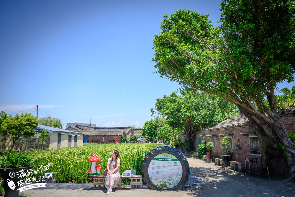 雲林景點|四湖長春園藝孤挺花園|銅板價門票,繽紛彩色花海.愛心樹~浪漫賞花美拍趣!