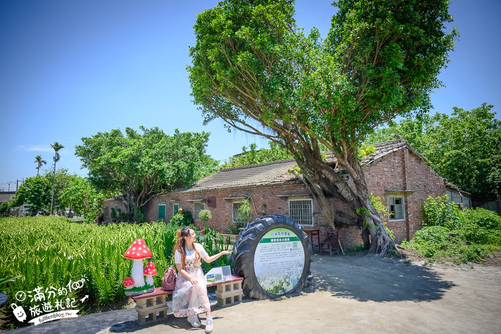 雲林景點|四湖長春園藝孤挺花園|銅板價門票,繽紛彩色花海.愛心樹~浪漫賞花美拍趣!