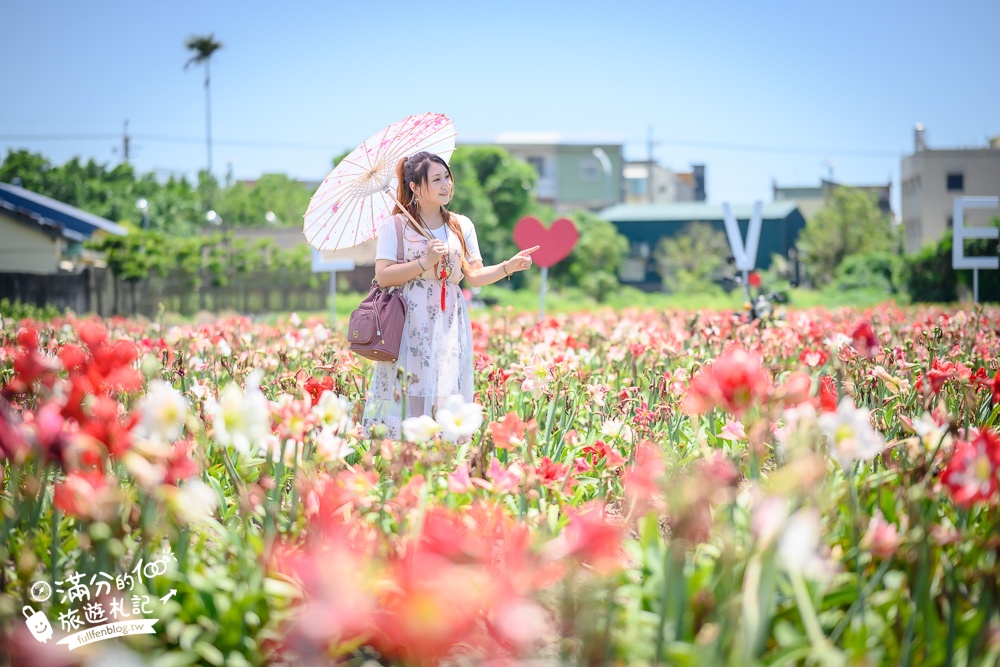 雲林景點|四湖長春園藝孤挺花園|銅板價門票,繽紛彩色花海.愛心樹~浪漫賞花美拍趣!