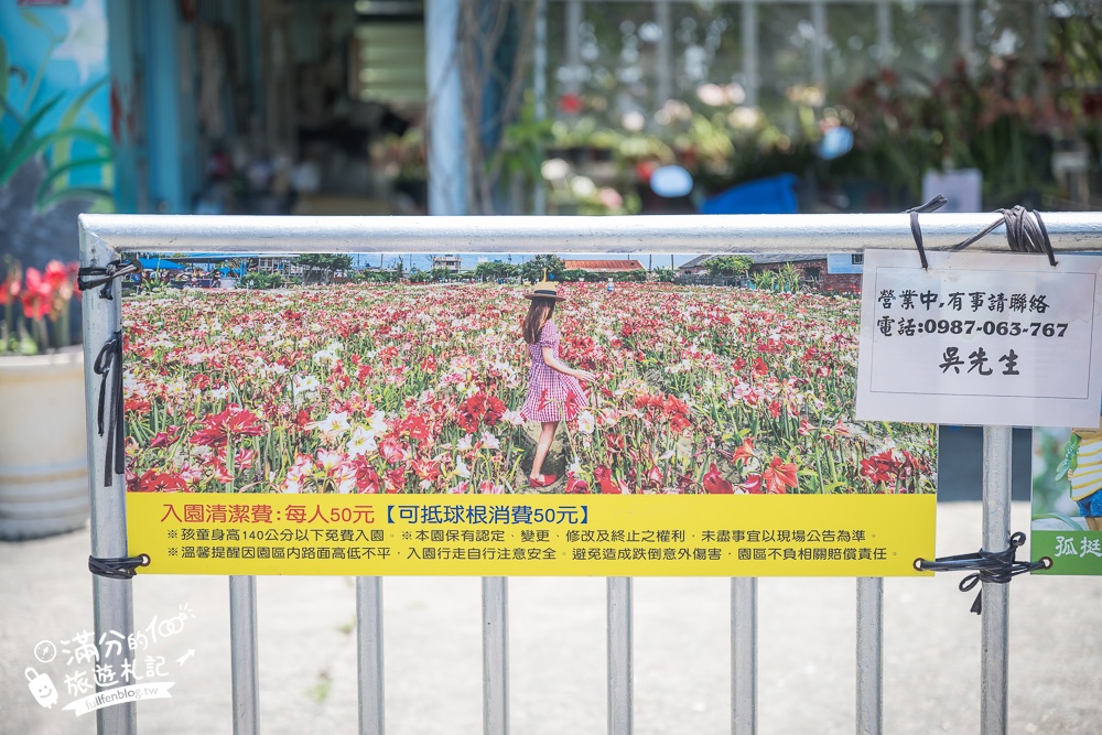 雲林景點|四湖長春園藝孤挺花園|銅板價門票,繽紛彩色花海.愛心樹~浪漫賞花美拍趣!