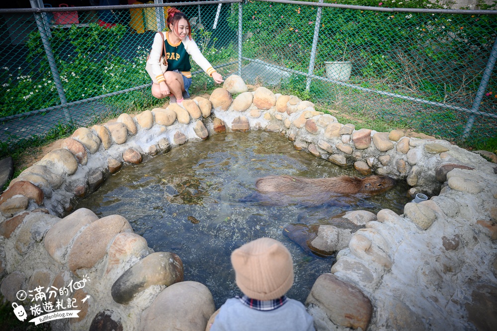 桃園【山腳鹿場水鹿之家】可以看飛機的親子農場.遛梅花鹿.餵水鹿.水豚和泰迪羊好有趣!