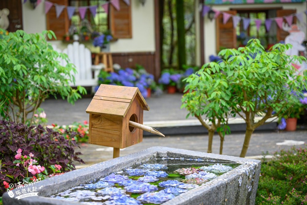 【2024新竹薰衣草森林尖石店】繡球花季開跑.薰衣草花田.森林玻璃屋,隱藏版秘密花園,深山裡的浪漫繡球花海!