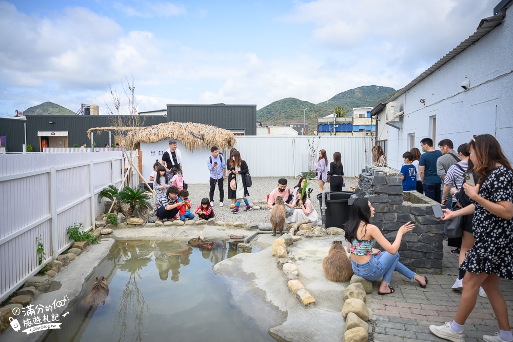 屏東【墾丁鹿ㄦ島水豚生態園區】2023門票資訊.全台唯一水豚共游體驗,餵水豚.敲豚石~必拍墾丁豚門新地標!