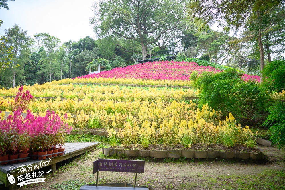 【2024薰衣草森林新社店】繡球花季開跑.秋天賞花焰雞冠花海,親子森林王國,旋轉木馬好美好好拍!