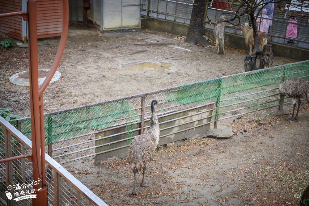 高雄壽山動物園最新天空步道|親子景點.餵小羊.看小鹿.搭小火車~與紅毛猩猩.萬獸之王合影拍美照!