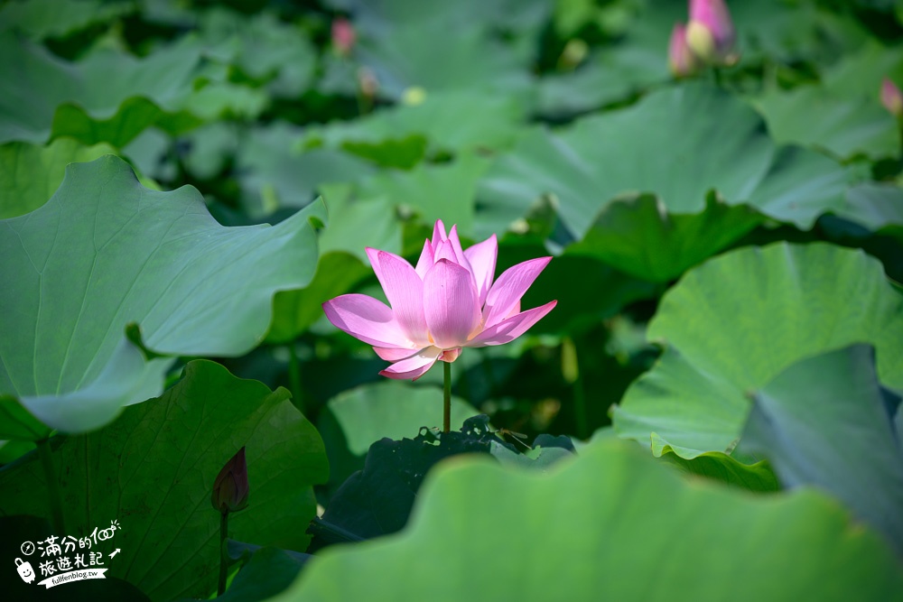 【2023桃園觀音蓮花季最新花況】觀音區蓮花園休閒農業區.蓮花故事館.賞蓮.坐大王蓮.拍彩繪~桃園最美蓮花池!