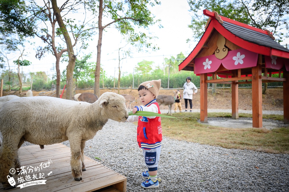 嘉義新景點【咩咩上樹萌寵樂園】2024最新票價資訊玩樂攻略!餵動物看侏儒羊上樹,森林高空冒險刺激好玩!