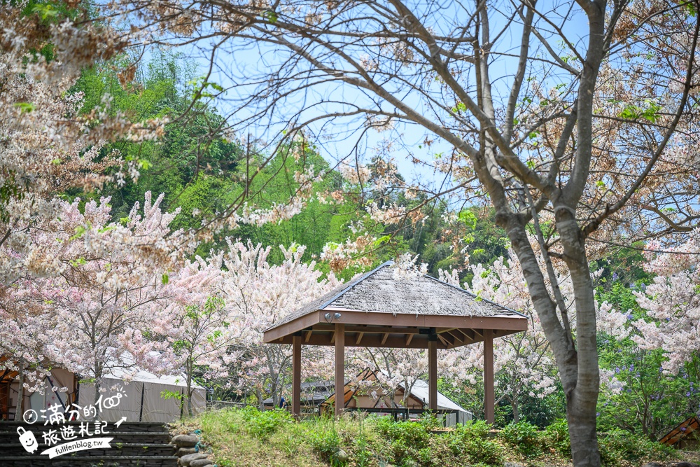 【2024寶來花賞溫泉公園花旗木】寶來六龜花旗木最新花況,山谷最美粉紅櫻花林,遠得要命還是值得一訪!