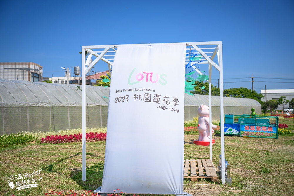 【2023桃園觀音蓮花季最新花況】觀音區蓮花園休閒農業區.蓮花故事館.賞蓮.坐大王蓮.拍彩繪~桃園最美蓮花池!