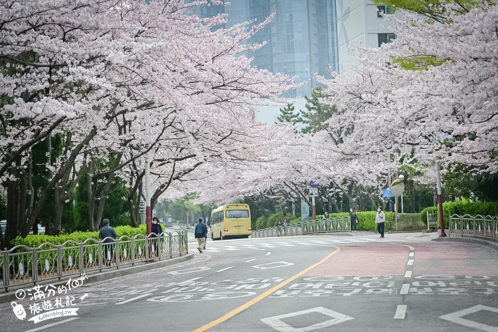 釜山海雲台櫻花景點【冬柏站櫻花路】,浪漫滿分,釜山免費賞櫻秘境!