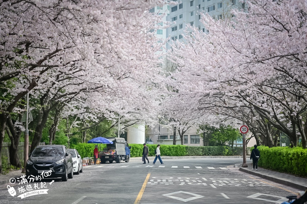 釜山海雲台櫻花景點【冬柏站櫻花路】,浪漫滿分,釜山免費賞櫻秘境!