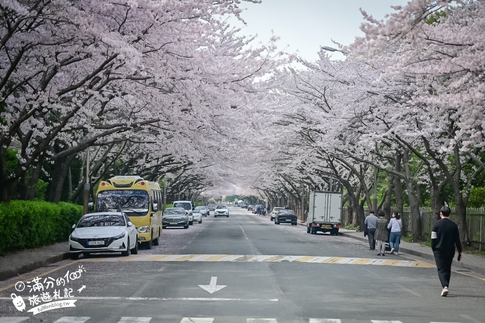 釜山海雲台櫻花景點【冬柏站櫻花路】,浪漫滿分,釜山免費賞櫻秘境!