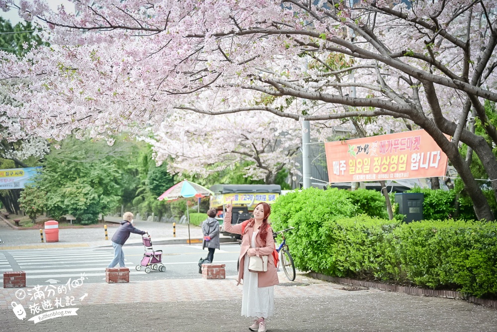 釜山海雲台櫻花景點【冬柏站櫻花路】,浪漫滿分,釜山免費賞櫻秘境!