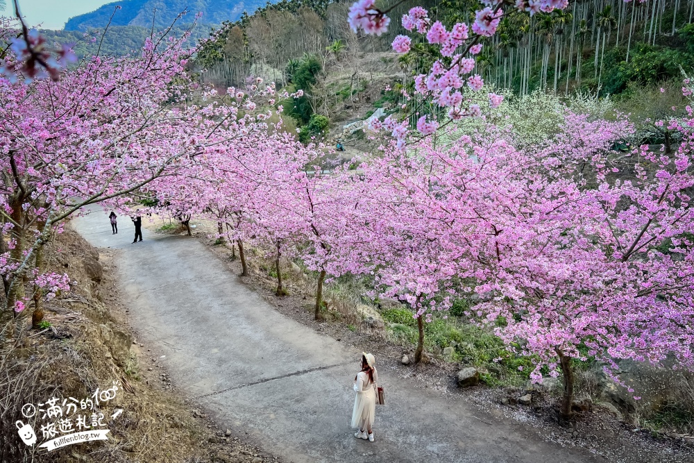 【2024草嶺景點一日遊】順遊路線5個景點,賞櫻花.看雲海.望茶田.喝咖啡~美食景點地圖攻略!