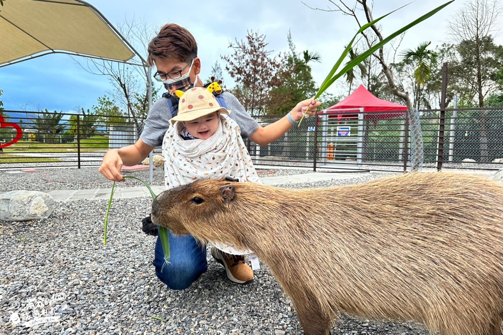 宜蘭景點|鹿爺爺|宜蘭餵鹿親子秘境,未滿2歲免費入園,看水豚泡澡,跳跳羊耍萌~還能喝咖啡下午茶!