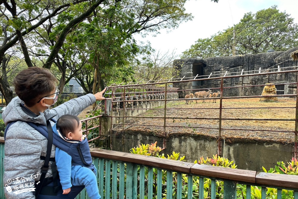 高雄壽山動物園最新天空步道|親子景點.餵小羊.看小鹿.搭小火車~與紅毛猩猩.萬獸之王合影拍美照!