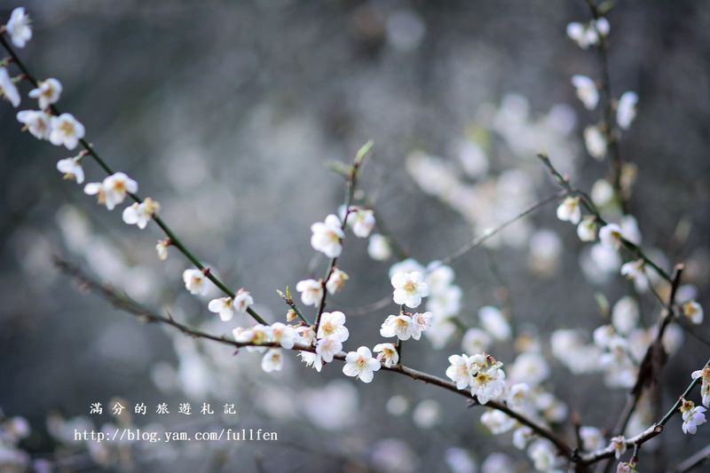 南投信義景點》柳家梅園|免門票賞梅景點|唯美的白雪世界|季節限定的美景~後山絕美梅花祕境