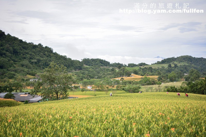 花蓮赤科山金針花》花蓮金針花海~赤科山/汪家古厝/千噸石龜~季節限定的美景!