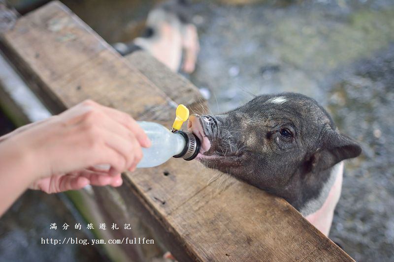 宜蘭冬山景點》宜農牧場 餵豬、餵羊、餵白免~與動物們的親密接觸。貼近大自然的農地