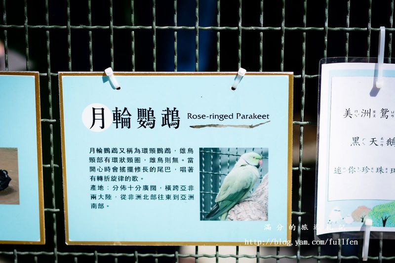 新竹新埔景點|森林鳥花園|親子景點.下午茶.森林溜滑梯.餵鸚鵡體驗|探花尋鳥~和大自然一起同樂!