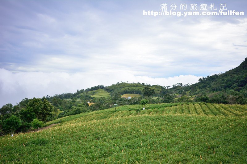 花蓮赤科山金針花》花蓮金針花海~赤科山/汪家古厝/千噸石龜~季節限定的美景!