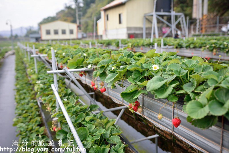 【苗栗。大湖景點】戀上甜美草莓園 / 草莓季 ~ 採草莓(高架草莓) ~ 在草莓園裡與莓共影