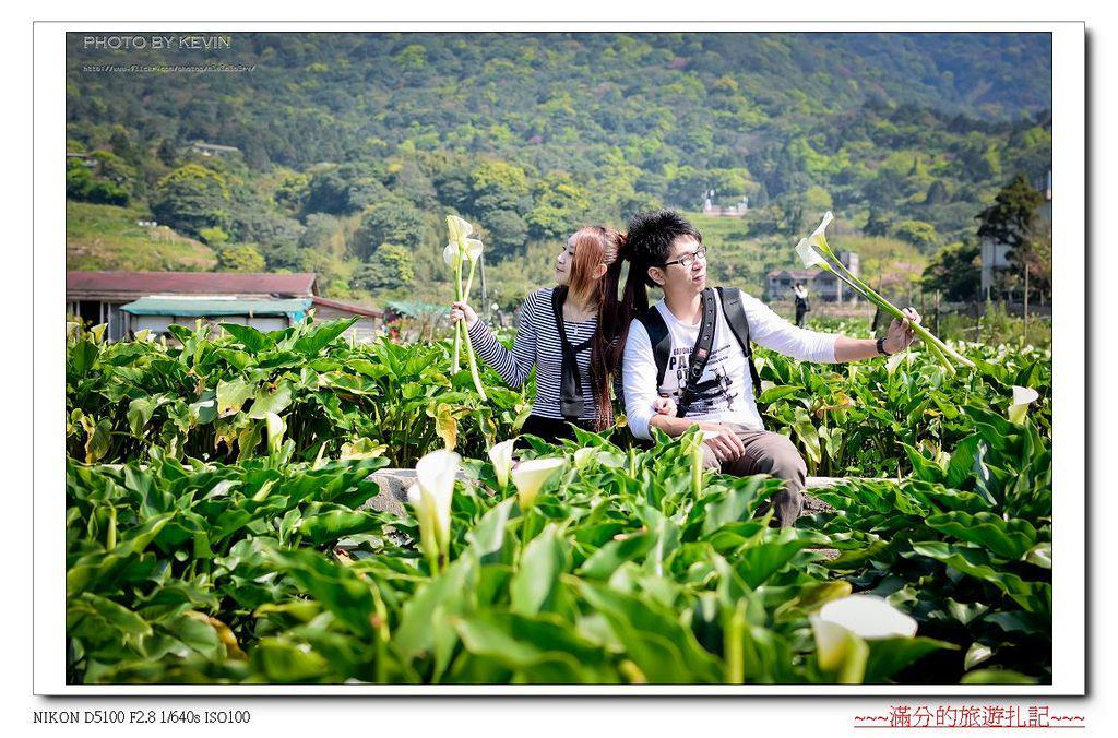 【台北。北投景點】陽明山竹子湖海芋季 / 陽明山花季 ~ 台北最美的後花園。戀戀花芋季