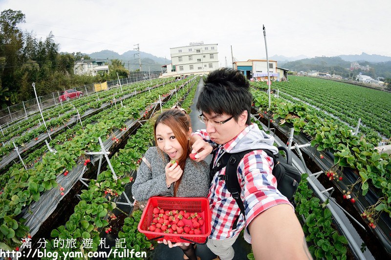 【苗栗。大湖景點】戀上甜美草莓園 / 草莓季 ~ 採草莓(高架草莓) ~ 在草莓園裡與莓共影