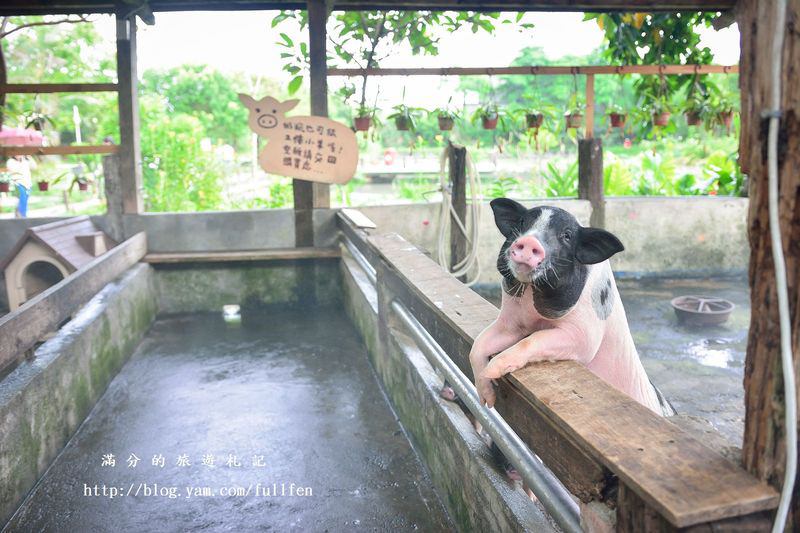 宜蘭冬山景點》宜農牧場 餵豬、餵羊、餵白免~與動物們的親密接觸。貼近大自然的農地