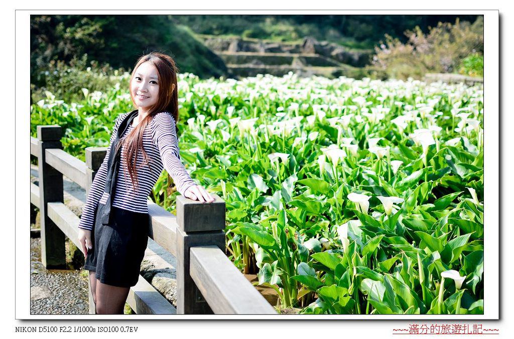 【台北。北投景點】陽明山竹子湖海芋季 / 陽明山花季 ~ 台北最美的後花園。戀戀花芋季