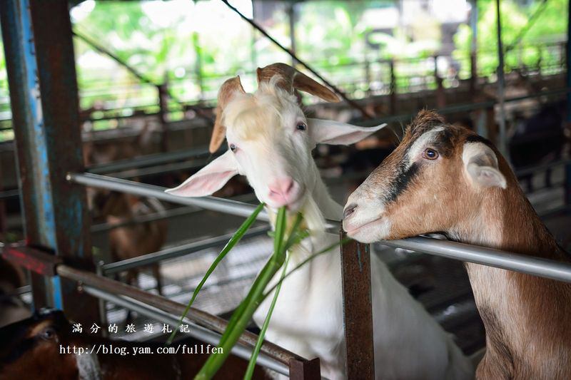 宜蘭冬山景點》宜農牧場 餵豬、餵羊、餵白免~與動物們的親密接觸。貼近大自然的農地