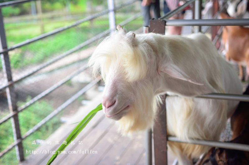 宜蘭冬山景點》宜農牧場 餵豬、餵羊、餵白免~與動物們的親密接觸。貼近大自然的農地