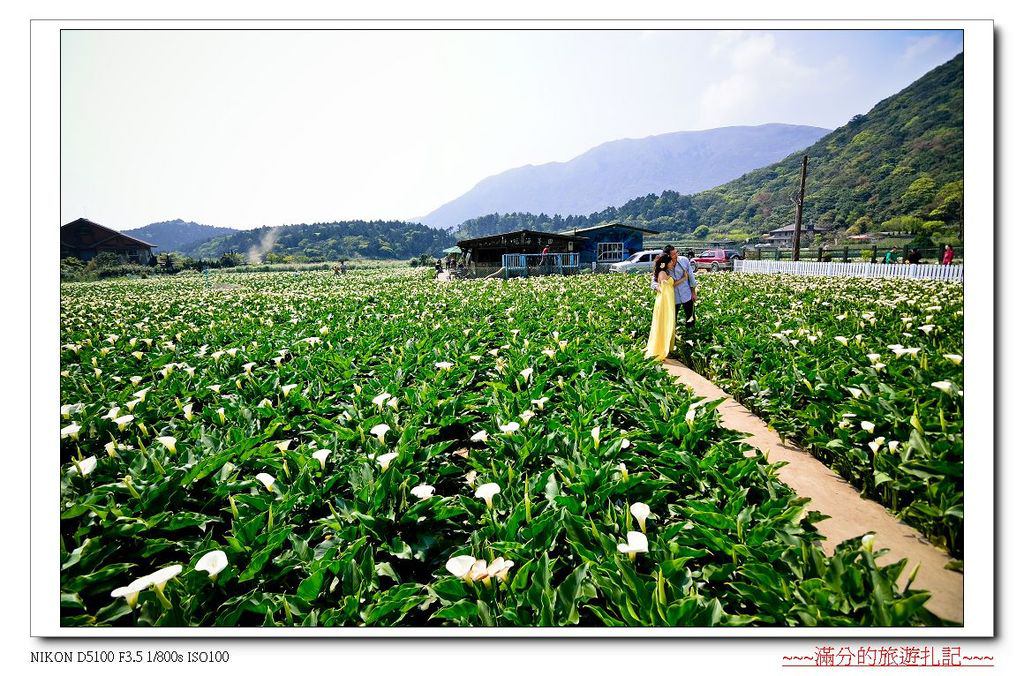 【台北。北投景點】陽明山竹子湖海芋季 / 陽明山花季 ~ 台北最美的後花園。戀戀花芋季