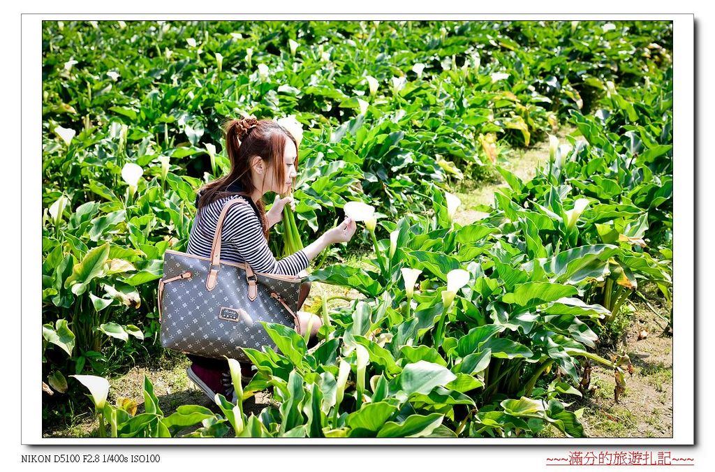 【台北。北投景點】陽明山竹子湖海芋季 / 陽明山花季 ~ 台北最美的後花園。戀戀花芋季