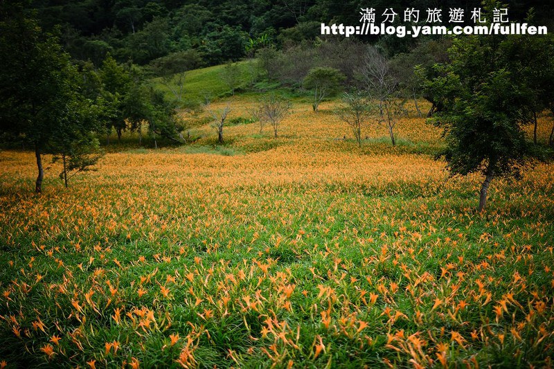 花蓮赤科山金針花》花蓮金針花海~赤科山/汪家古厝/千噸石龜~季節限定的美景!