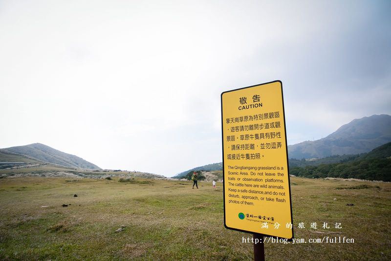 【台北景點】陽明山國家公園。擎天崗秋芒浪漫季~曬牛踏青玩耍趣