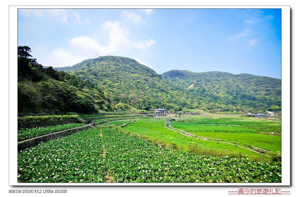 【台北。北投景點】陽明山竹子湖海芋季 / 陽明山花季 ~ 台北最美的後花園。戀戀花芋季