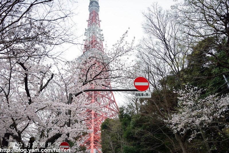 日本東京景點》東京鐵塔 東京最火熱的代表標地 東京賞櫻景點 浪漫的粉嫩櫻花季