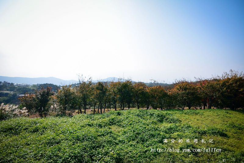 【台北景點】陽明山國家公園。擎天崗秋芒浪漫季~曬牛踏青玩耍趣