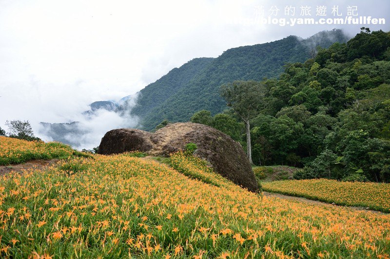 花蓮赤科山金針花》花蓮金針花海~赤科山/汪家古厝/千噸石龜~季節限定的美景!