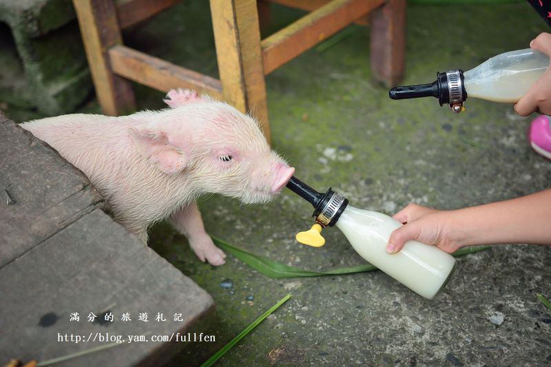 宜蘭冬山景點》宜農牧場 餵豬、餵羊、餵白免~與動物們的親密接觸。貼近大自然的農地