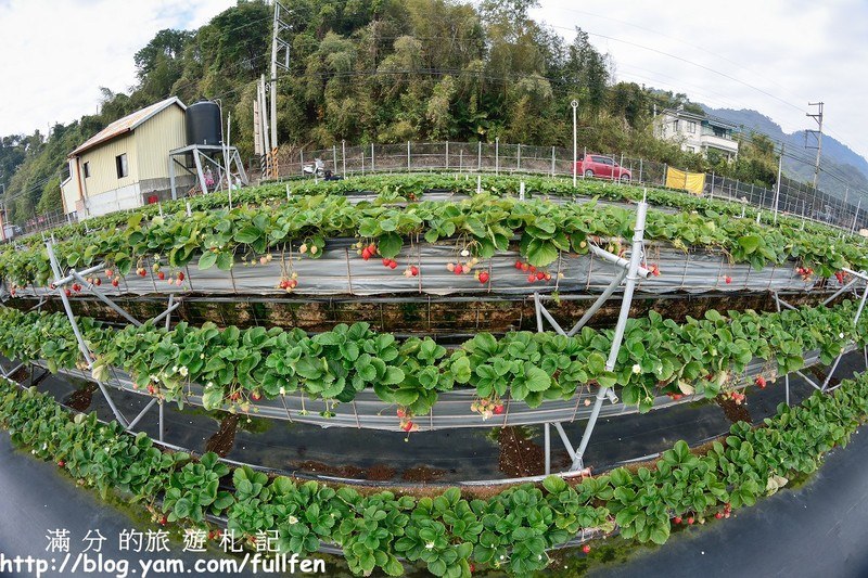 【苗栗。大湖景點】戀上甜美草莓園 / 草莓季 ~ 採草莓(高架草莓) ~ 在草莓園裡與莓共影