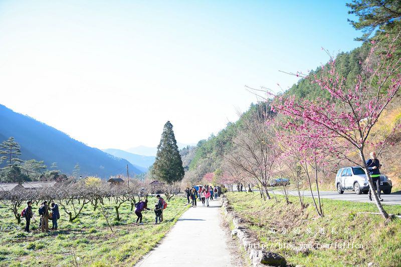 台中和平景點》武陵農場櫻花季 2018/1/19櫻花預售票開賣 季節限定的美景 農場下起浪漫櫻花雨 每年必訪的櫻花勝地!