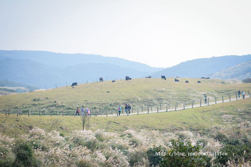 【台北景點】陽明山國家公園。擎天崗秋芒浪漫季~曬牛踏青玩耍趣