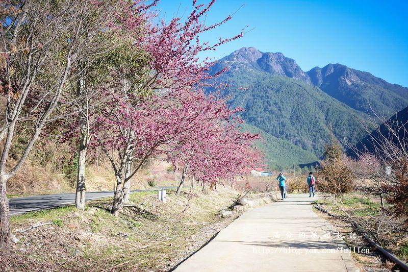 台中和平景點》武陵農場櫻花季 2018/1/19櫻花預售票開賣 季節限定的美景 農場下起浪漫櫻花雨 每年必訪的櫻花勝地!