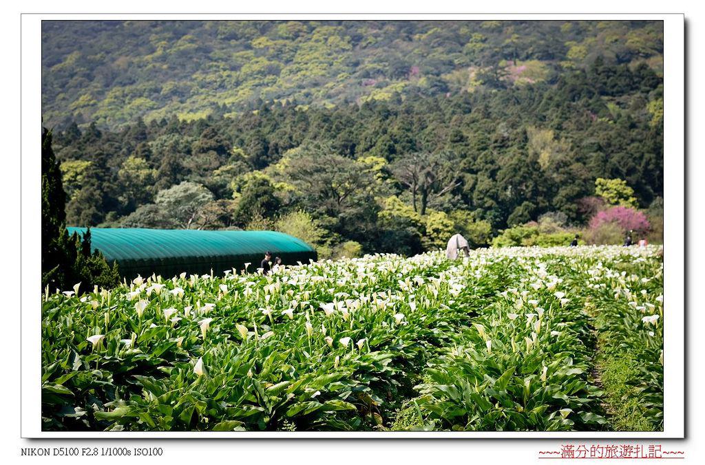 【台北。北投景點】陽明山竹子湖海芋季 / 陽明山花季 ~ 台北最美的後花園。戀戀花芋季